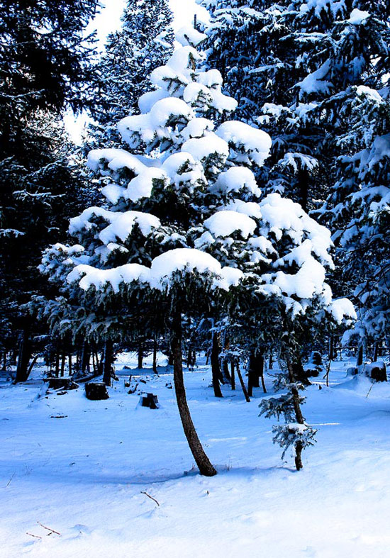 傲雪 摄影 丝路行者