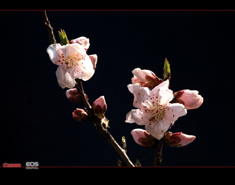 桃花 摄影 蜂影