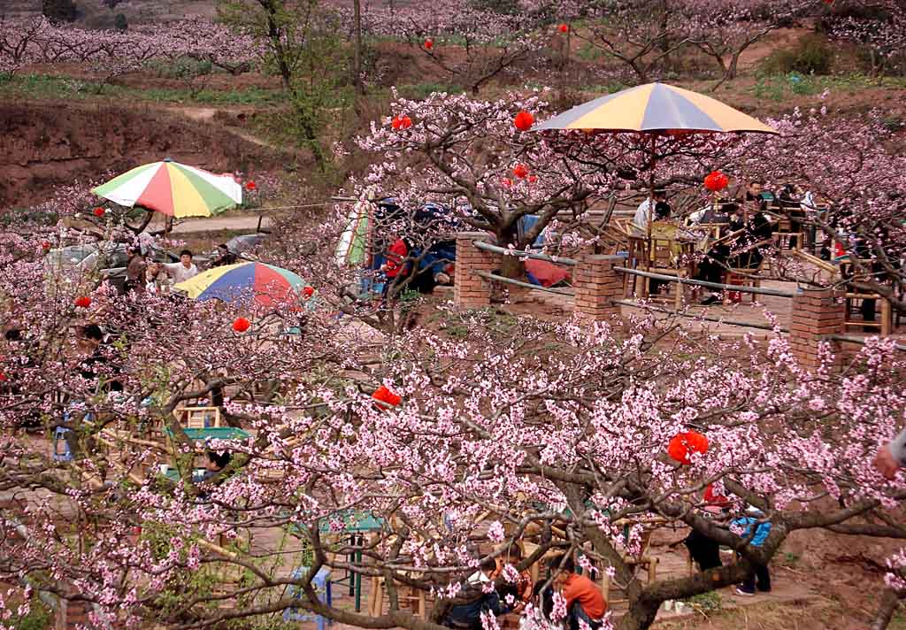 龙泉山桃花会 摄影 色兮兮色眯眯