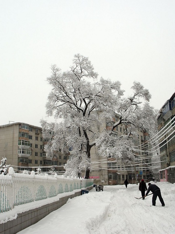 大雪过后 摄影 雪中飞