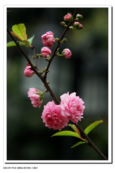 春花弄影 摄影 海之风