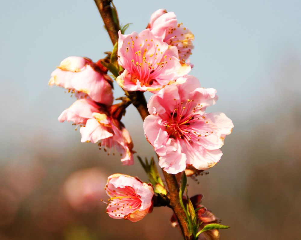 桃花 摄影 山谷松风