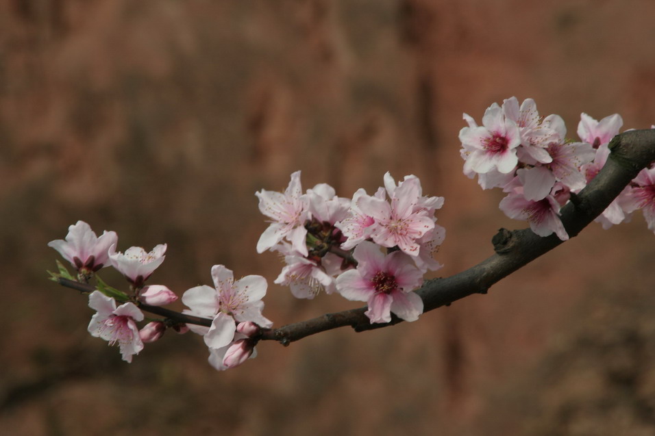 桃花 摄影 tsgtsg