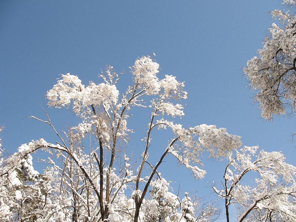 雪之韵6 摄影 雪中飞