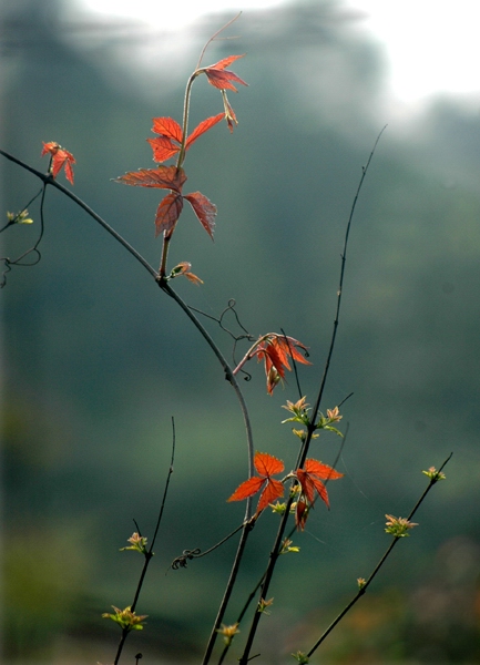 田间小景1 摄影 刘芳居