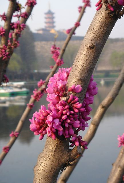 春醉古都 摄影 散散心而已