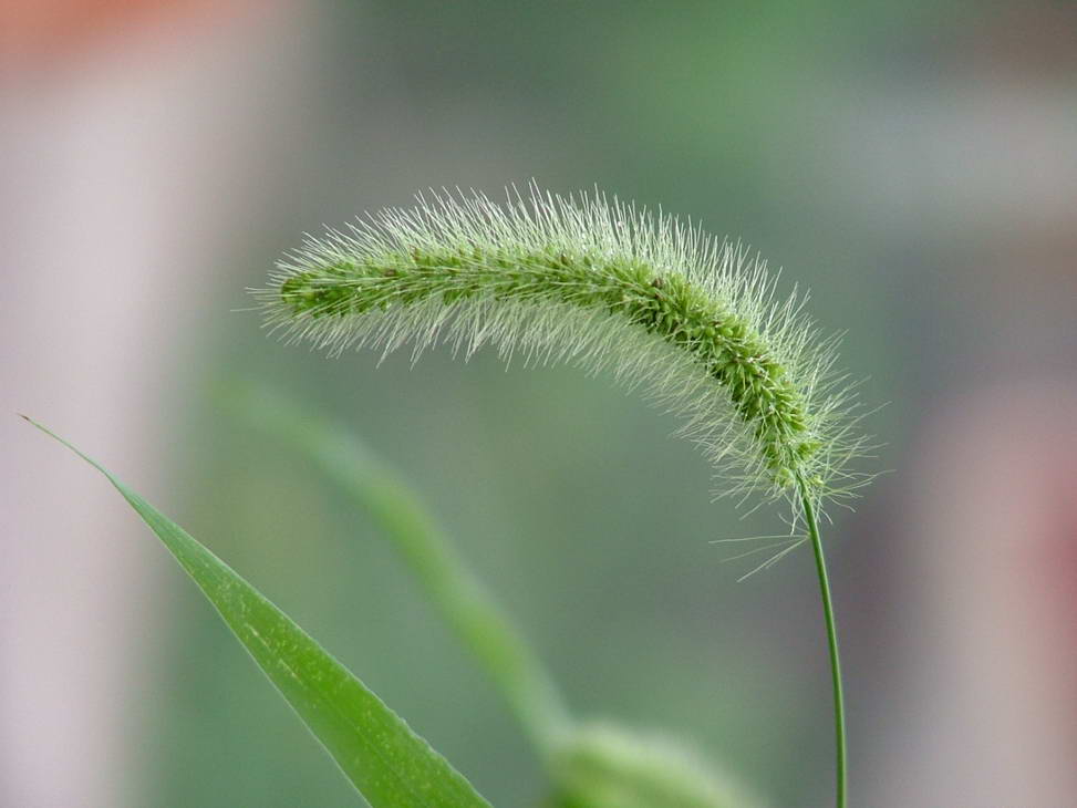 狗尾草 摄影 长工文美