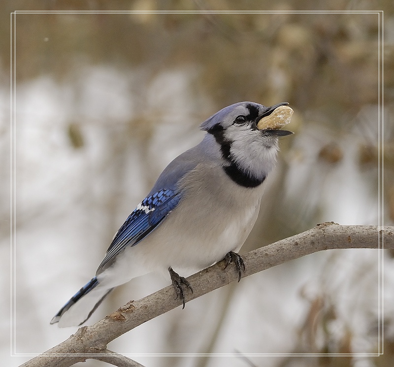 bluejay 摄影 zixian