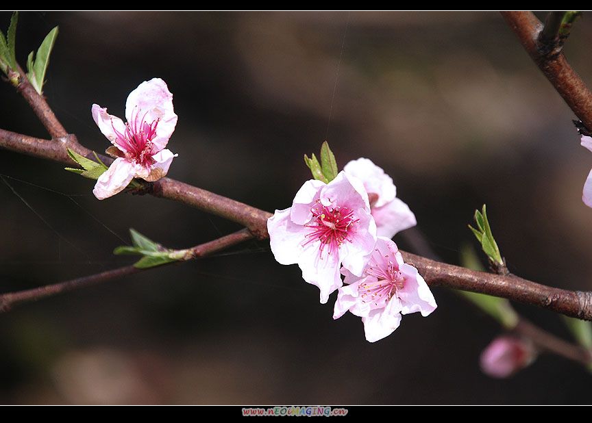 桃花 摄影 湖北公子