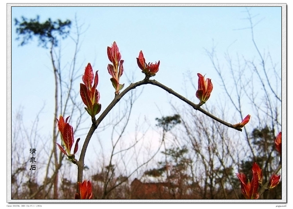 春芽（石榴）1 摄影 清泉石