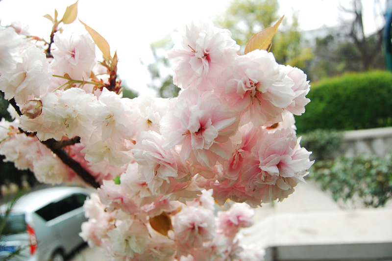 花之韵 摄影 石渊德