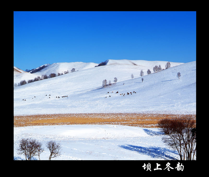 坝上冬韵 摄影 无边无际