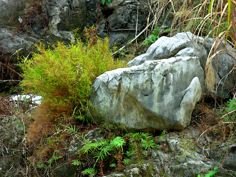 山石与小草 摄影 曾弓