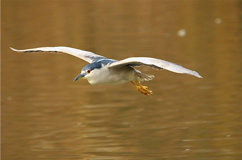 bird-781 摄影 fengsheng