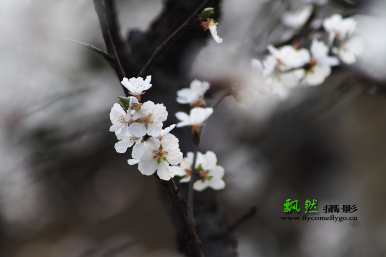 海棠 摄影 飘然王