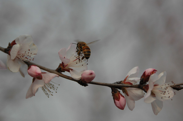 小桃花 摄影 赤脚