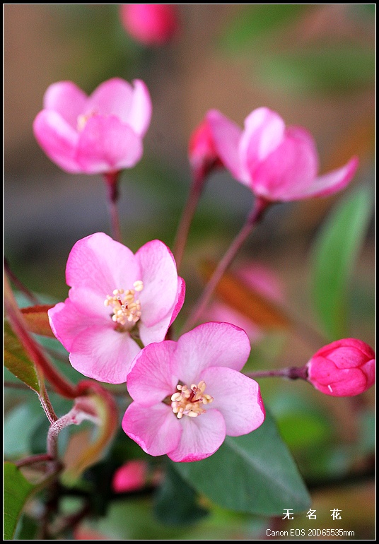 无名花2 摄影 一思