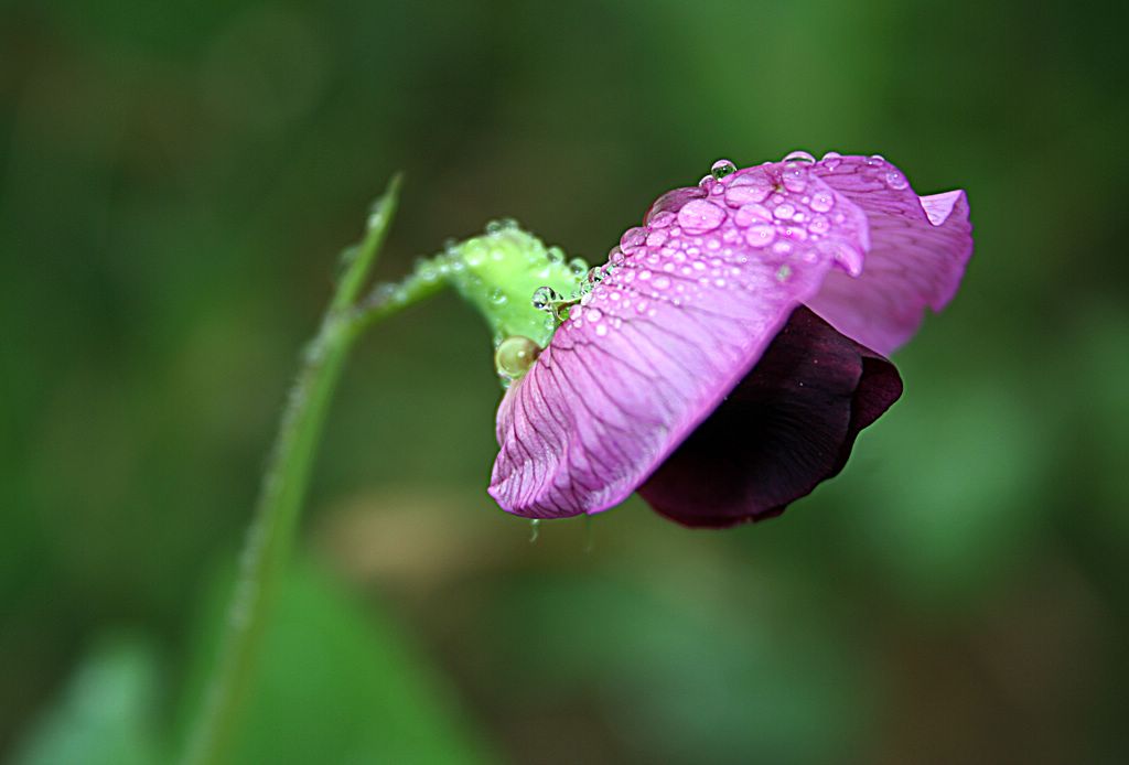 微距　花卉05 摄影 宋江