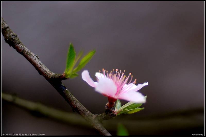 争芳 摄影 hanxiaorong