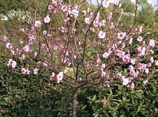 岭上梅花开 摄影 南极冰川