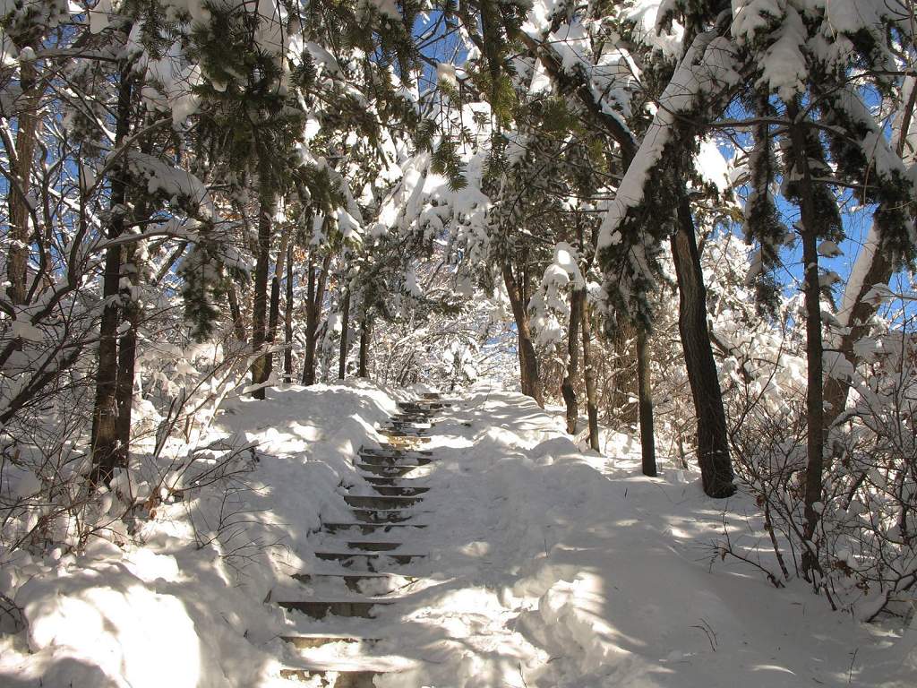 雪之韵7 摄影 雪中飞