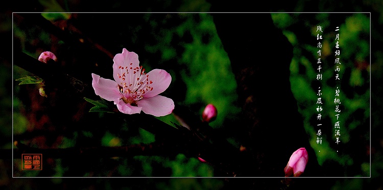 ...一朵鲜... 摄影 雨滴上的芭蕾