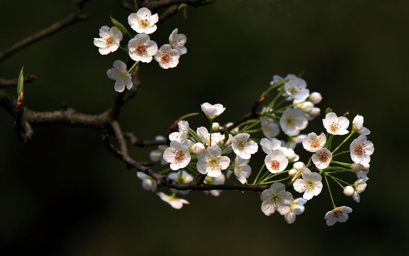 小花 摄影 阿邸