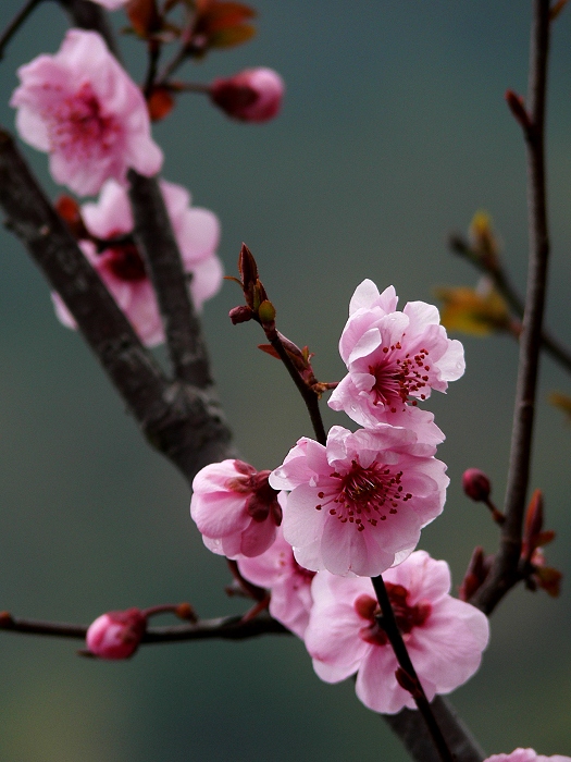 梅花 3 摄影 静野