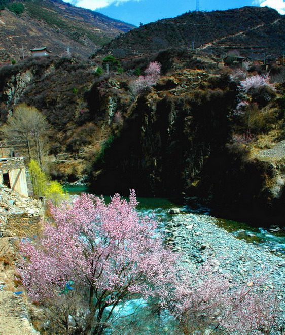 山桃花 摄影 谢彬