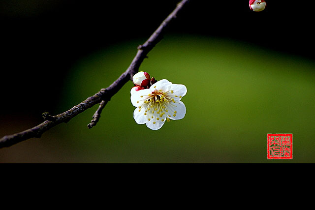 梅花 摄影 广陵闲人