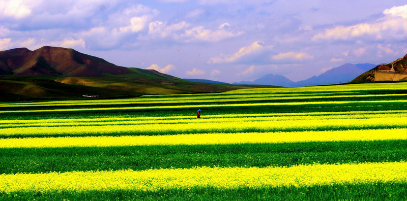 花海 摄影 无戈爰剑