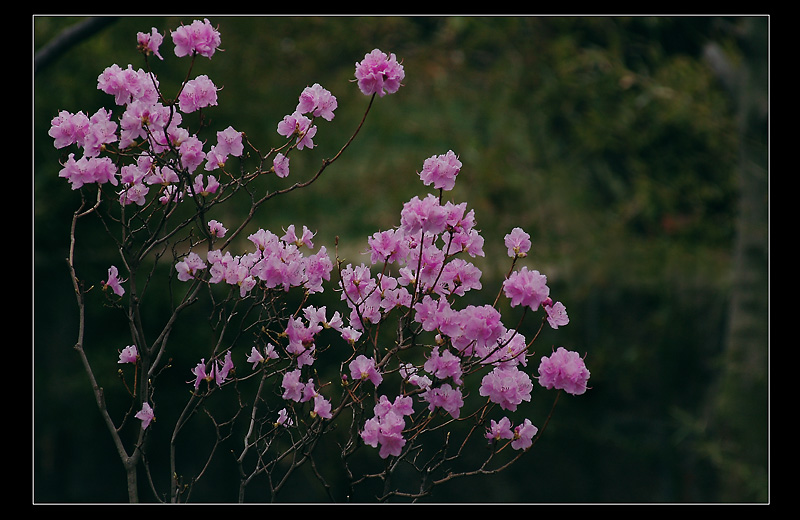 不知道什么花 摄影 琴瑟