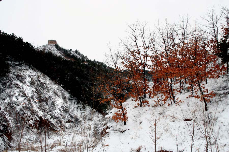 雪野5 摄影 老树红楼