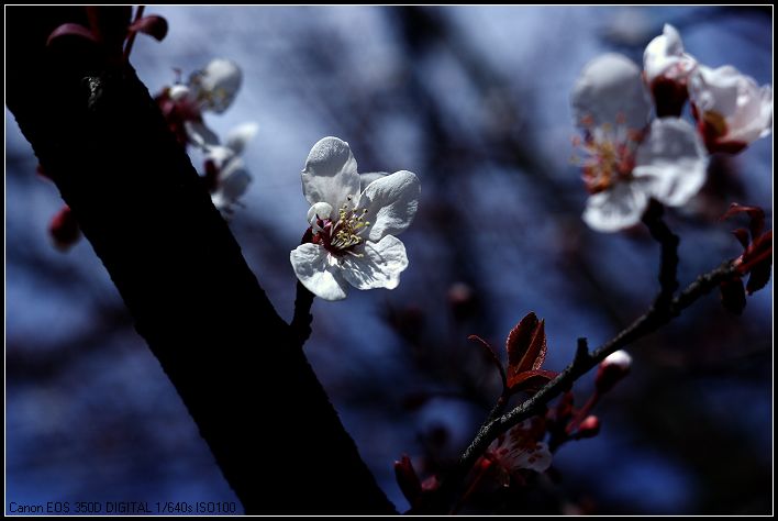 春花 摄影 场长