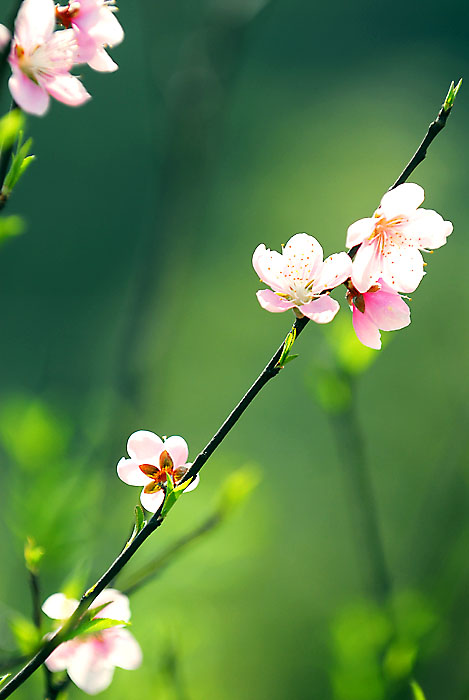 桃花... 摄影 大卫.com