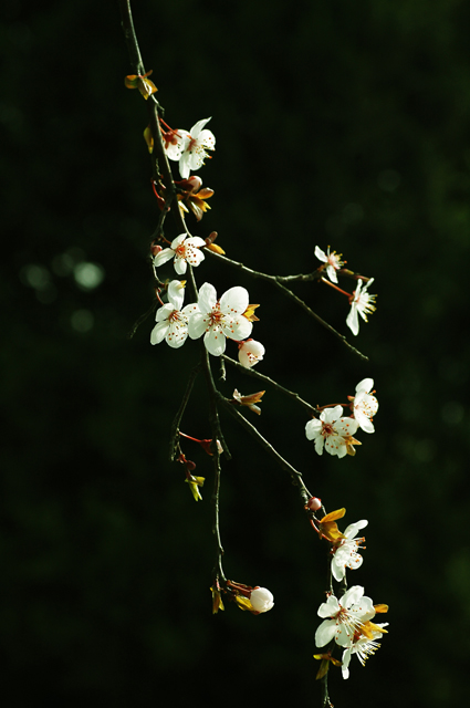 春暖花开 摄影 绿草地