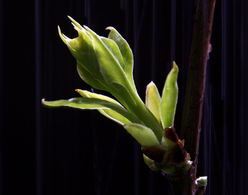 细雨中丁香芽芽真娇嫩啊 摄影 采菊老人