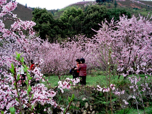 赏桃游春 摄影 小河淌水