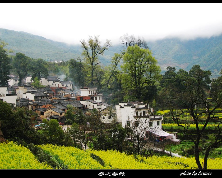 春色无边，唯见粉墙黛瓦吹黄花…… 摄影 王工