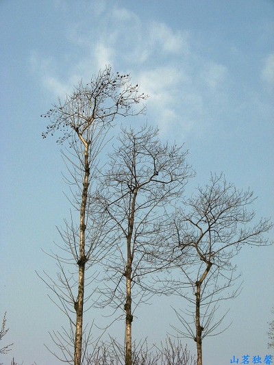 蓝天苍树 摄影 山茗独馨