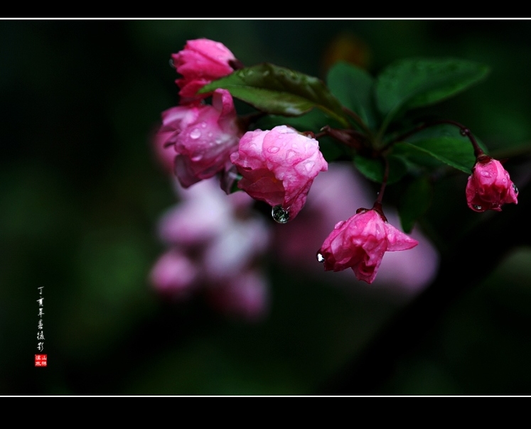 雨眠花现 摄影 山林溪水