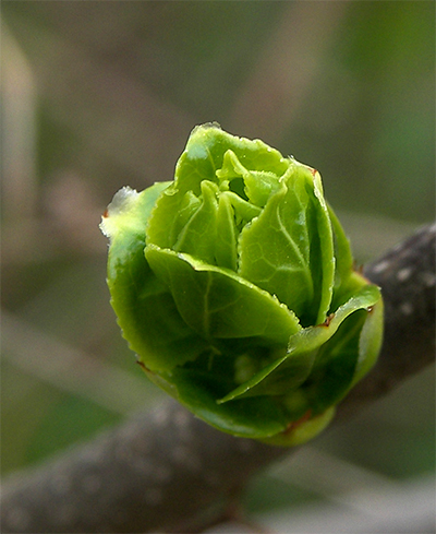 “翡翠白菜” 摄影 长林头角