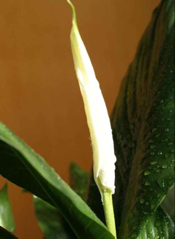 出水芙蓉 摄影 六月雨