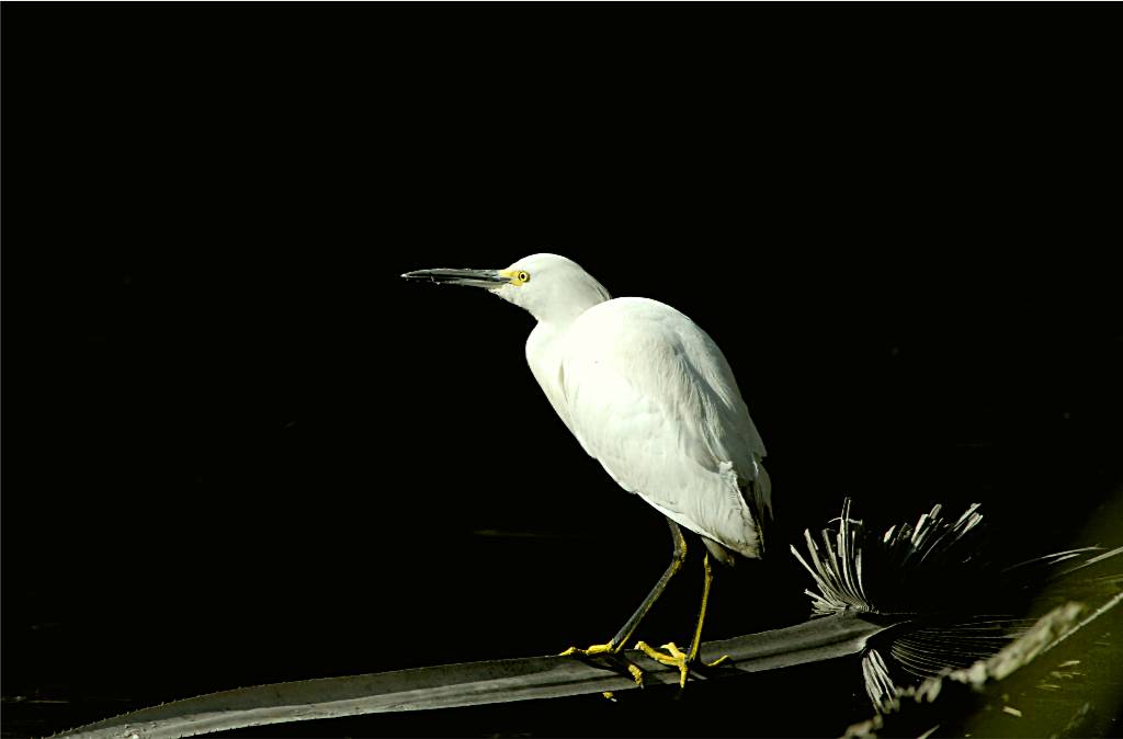 bird-818 摄影 fengsheng