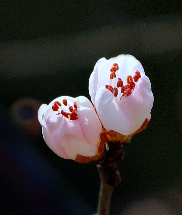 桃花依然笑春风 摄影 色色蚂蚁