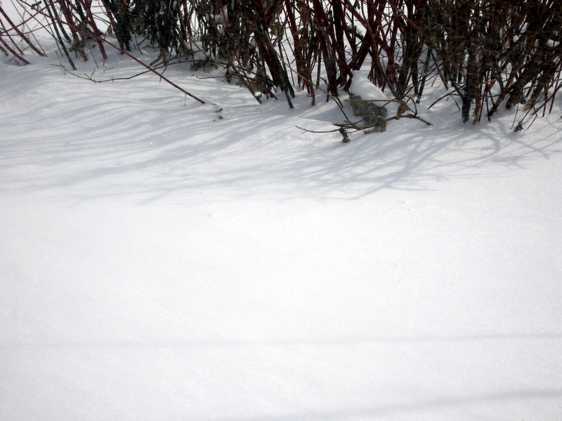 雪 摄影 颐和园8