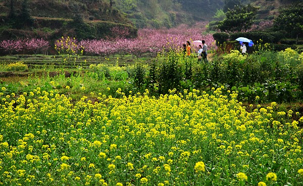 踏春 摄影 雨后_斜阳