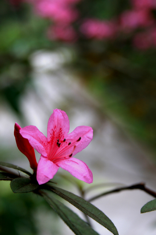 花中西施-杜鹃花 摄影 龙吟秋水