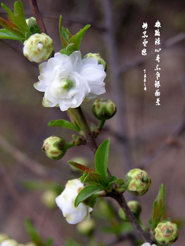 绿萼型小白花1 摄影 晋风