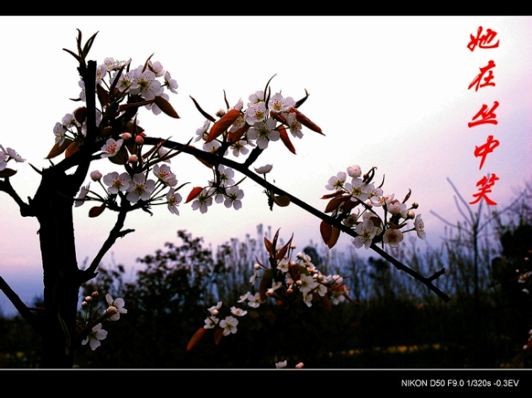 桃花 摄影 一树大师